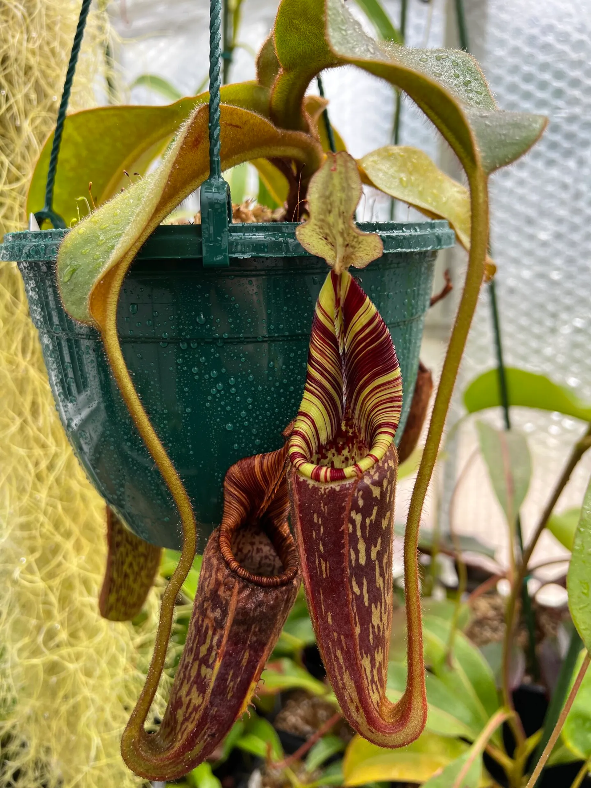 Nepenthes mollis (aka N. hurrelliana) | Tom's Carnivores